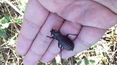 Carabus rugosus celtibericus