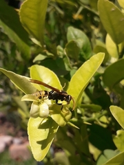 Polistes xanthogaster