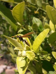 Polistes xanthogaster