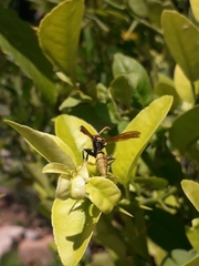 Polistes xanthogaster