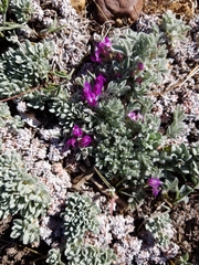 Astragalus purshii lectulus