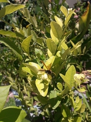 Polistes xanthogaster