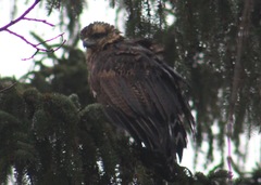 Buteogallus urubitinga