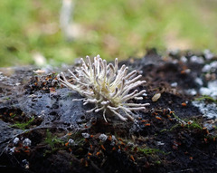 Gibellula leiopus