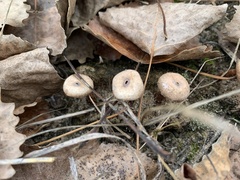 Tulostoma rufum
