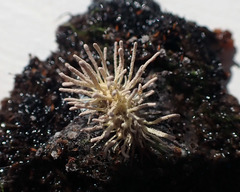 Gibellula leiopus