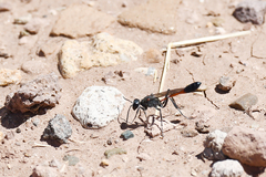 Ammophila lampei