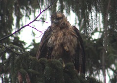 Buteogallus urubitinga