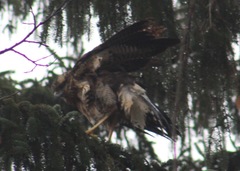 Buteogallus urubitinga