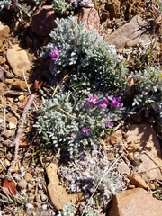 Astragalus purshii lectulus
