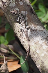 Anolis tropidolepis