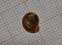 Oxychilus navarricus