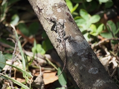 Anolis tropidolepis
