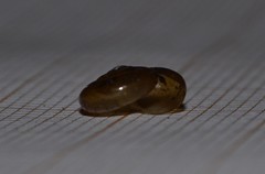 Oxychilus navarricus