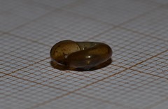 Oxychilus navarricus