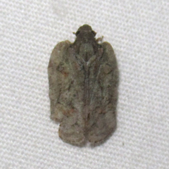 Flataloides scabrosus