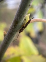 Tromatobia lineatoria