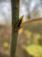 Tromatobia lineatoria