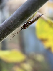 Tromatobia lineatoria