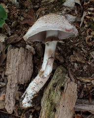 Agaricus benesii