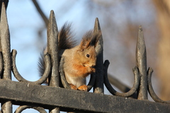 Sciurus vulgaris