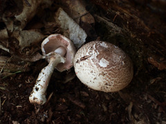 Agaricus benesii