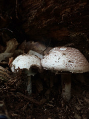 Agaricus benesii