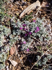 Astragalus purshii lectulus