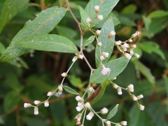Image of Lepidaploa arborescens
