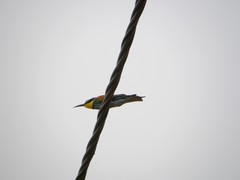 Merops apiaster
