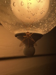 Enicospilus guatemalensis