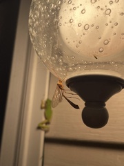 Enicospilus guatemalensis