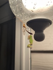 Enicospilus guatemalensis