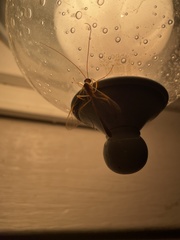 Enicospilus guatemalensis