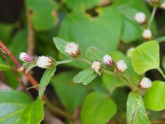 Lepidaploa arborescens