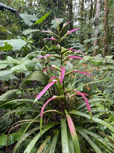 Guzmania wittmackii (André) André ex Mez