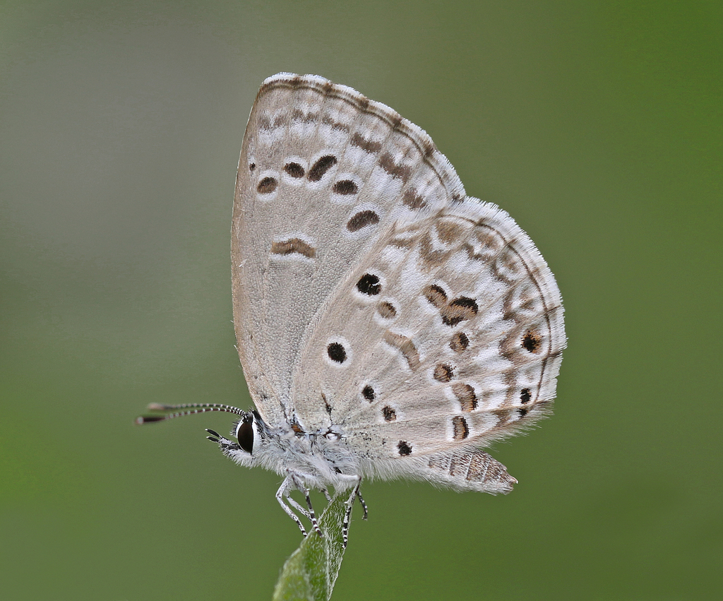 Jewel Blues