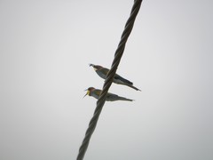Merops apiaster