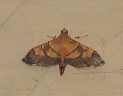 Syngamia latimarginalis