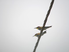 Merops apiaster