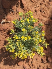 Physaria newberryi