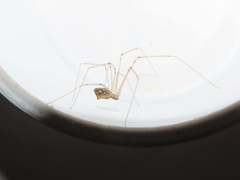 Holocnemus hispanicus