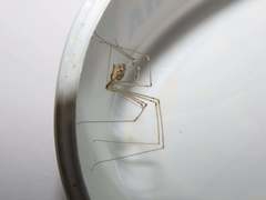 Holocnemus hispanicus