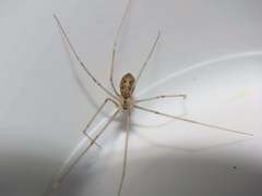 Holocnemus hispanicus