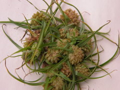 Cyperus michelianus