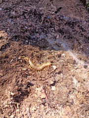 Scolopendra pomacea