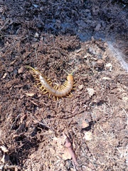 Scolopendra pomacea