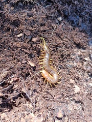 Scolopendra pomacea