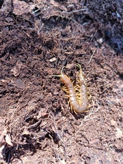 Scolopendra pomacea