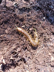 Scolopendra pomacea
